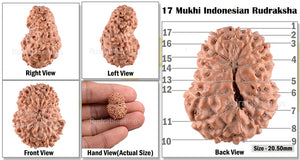 17 Mukhi Rudraksha from Indonesia - Bead No. 227