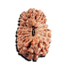 Load image into Gallery viewer, 17 Mukhi Rudraksha from Indonesia - Bead No. 233
