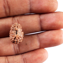 Load image into Gallery viewer, 17 Mukhi Rudraksha from Indonesia - Bead No. 233
