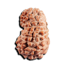 Load image into Gallery viewer, 17 Mukhi Rudraksha from Indonesia - Bead No. 233
