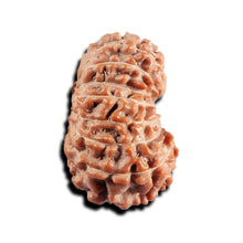 Load image into Gallery viewer, 17 Mukhi Rudraksha from Indonesia - Bead No. 233
