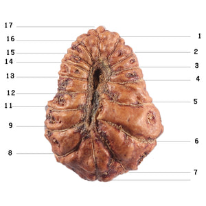 17 Mukhi Rudraksha from Indonesia - Bead No. 234