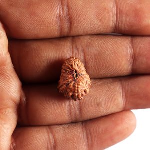 17 Mukhi Rudraksha from Indonesia - Bead No. 234