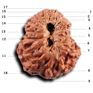 17 Mukhi Rudraksha from Indonesia - Bead No. 235