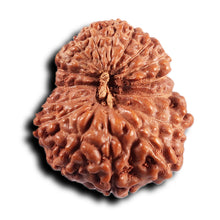 Load image into Gallery viewer, 17 Mukhi Rudraksha from Indonesia - Bead No. 235
