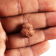 Load image into Gallery viewer, 17 Mukhi Rudraksha from Indonesia - Bead No. 235
