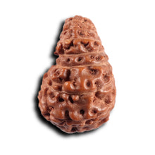 Load image into Gallery viewer, 17 Mukhi Rudraksha from Indonesia - Bead No. 235
