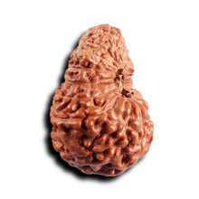 Load image into Gallery viewer, 17 Mukhi Rudraksha from Indonesia - Bead No. 235
