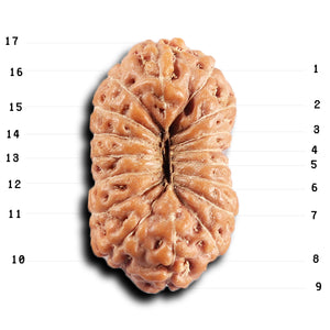 17 Mukhi Rudraksha from Indonesia - Bead No. 236