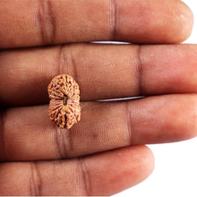 Load image into Gallery viewer, 17 Mukhi Rudraksha from Indonesia - Bead No. 236
