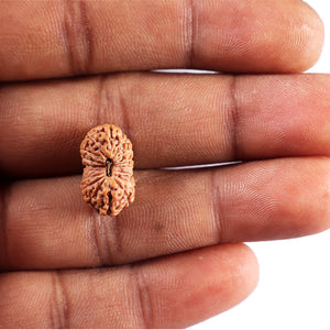 17 Mukhi Rudraksha from Indonesia - Bead No. 236