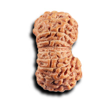 Load image into Gallery viewer, 17 Mukhi Rudraksha from Indonesia - Bead No. 236
