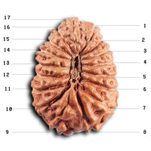 Load image into Gallery viewer, 17 Mukhi Rudraksha from Indonesia - Bead No. 237
