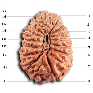 17 Mukhi Rudraksha from Indonesia - Bead No. 237