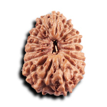 Load image into Gallery viewer, 17 Mukhi Rudraksha from Indonesia - Bead No. 237
