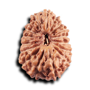 17 Mukhi Rudraksha from Indonesia - Bead No. 237