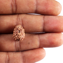 Load image into Gallery viewer, 17 Mukhi Rudraksha from Indonesia - Bead No. 237
