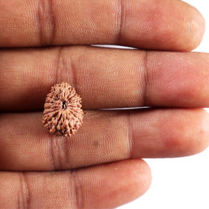 17 Mukhi Rudraksha from Indonesia - Bead No. 237