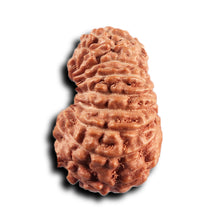 Load image into Gallery viewer, 17 Mukhi Rudraksha from Indonesia - Bead No. 237
