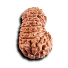 Load image into Gallery viewer, 17 Mukhi Rudraksha from Indonesia - Bead No. 237
