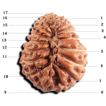 Load image into Gallery viewer, 17 Mukhi Rudraksha from Indonesia - Bead No. 238
