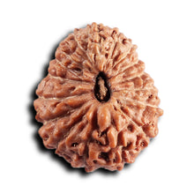 Load image into Gallery viewer, 17 Mukhi Rudraksha from Indonesia - Bead No. 238
