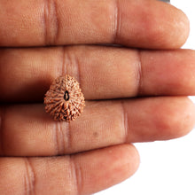 Load image into Gallery viewer, 17 Mukhi Rudraksha from Indonesia - Bead No. 238
