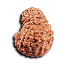 Load image into Gallery viewer, 17 Mukhi Rudraksha from Indonesia - Bead No. 238
