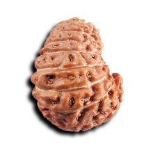 Load image into Gallery viewer, 17 Mukhi Rudraksha from Indonesia - Bead No. 238
