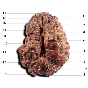 17 Mukhi Rudraksha from Indonesia - Bead No. 239