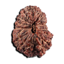 Load image into Gallery viewer, 17 Mukhi Rudraksha from Indonesia - Bead No. 239
