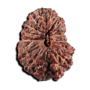 17 Mukhi Rudraksha from Indonesia - Bead No. 239