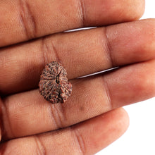 Load image into Gallery viewer, 17 Mukhi Rudraksha from Indonesia - Bead No. 239
