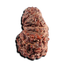 Load image into Gallery viewer, 17 Mukhi Rudraksha from Indonesia - Bead No. 239
