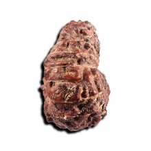 Load image into Gallery viewer, 17 Mukhi Rudraksha from Indonesia - Bead No. 239
