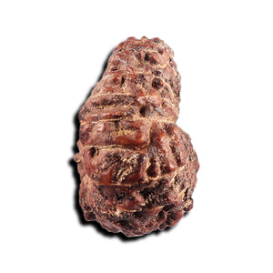 17 Mukhi Rudraksha from Indonesia - Bead No. 239