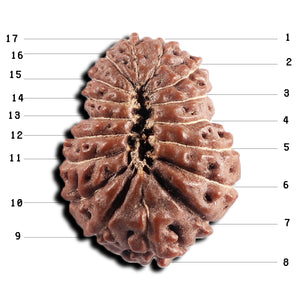 17 Mukhi Rudraksha from Indonesia - Bead No. 240