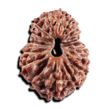 Load image into Gallery viewer, 17 Mukhi Rudraksha from Indonesia - Bead No. 240
