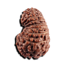 Load image into Gallery viewer, 17 Mukhi Rudraksha from Indonesia - Bead No. 240
