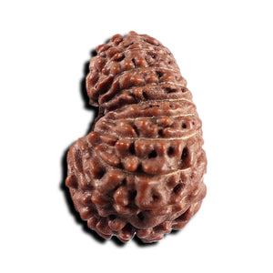 17 Mukhi Rudraksha from Indonesia - Bead No. 240