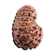 Load image into Gallery viewer, 17 Mukhi Rudraksha from Indonesia - Bead No. 240
