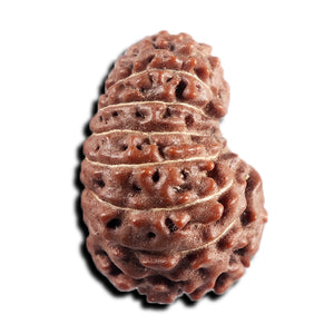 17 Mukhi Rudraksha from Indonesia - Bead No. 240