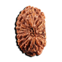 Load image into Gallery viewer, 17 Mukhi Rudraksha from Indonesia - Bead No. 242
