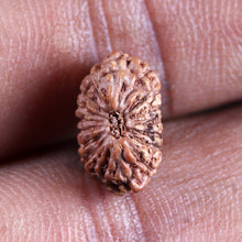 Load image into Gallery viewer, 17 Mukhi Rudraksha from Indonesia - Bead No. 242
