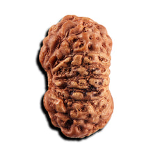 Load image into Gallery viewer, 17 Mukhi Rudraksha from Indonesia - Bead No. 242
