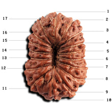 Load image into Gallery viewer, 17 Mukhi Rudraksha from Indonesia - Bead No. 243
