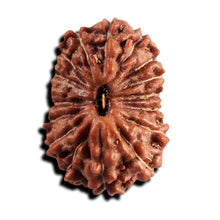 Load image into Gallery viewer, 17 Mukhi Rudraksha from Indonesia - Bead No. 243
