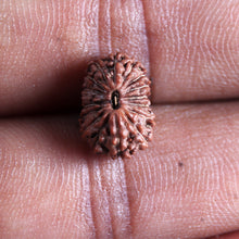 Load image into Gallery viewer, 17 Mukhi Rudraksha from Indonesia - Bead No. 243
