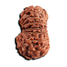 Load image into Gallery viewer, 17 Mukhi Rudraksha from Indonesia - Bead No. 243
