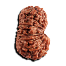 Load image into Gallery viewer, 17 Mukhi Rudraksha from Indonesia - Bead No. 243
